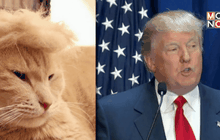 เทรนด์ทำผมแมวให้เหมือนโดนัลด์ ทรัมป์