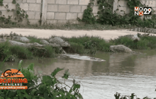 เตือนอันตรายจระเข้หลุดจากฟาร์ม จ.สุโขทัย