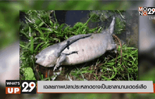 เฉลยภาพปลาประหลาดอาจเป็นซาลามานเดอร์เสือ