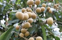 ลำไยราคาต่ำสุดเป็นประวัติการณ์