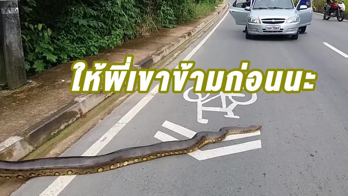 หยุดรถดูกันเป็นแถว! เมื่อ เกิดมาเพิ่งเคยเห็น งูอนาคอนด้า เลื้อยข้ามถนน ในบราซิล