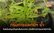กรมการแพทย์ฯ ย้ำไม่สนับสนุนกัญชาสันทนาการ เน้นใช้ทางการแพทย์เท่านั้น