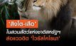 ‘สิงโต-เสือ’ ในสวนสัตว์แห่งชาติสหรัฐฯ ส่อแววติด ‘ไวรัสโคโรนา’