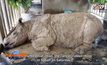 แรดสุมาตราตัวสุดท้ายในมาเลเซียตายแล้ว