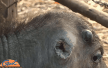 เจ้าของควายหูขาด ยันไม่แจ้งความเอาผิด