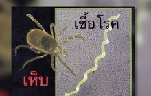 ระวัง “โรคลายม์”พบผู้ป่วยรายแรกในไทย
