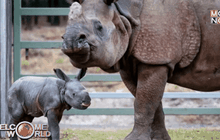 แรดอินเดียให้กำเนิดลูกตัวแรกในออสเตรเลีย