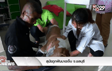 สุนัขถูกฟันบาดเจ็บ จ.ชลบุรี