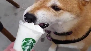 Puppucino mustache making your dogs even more adorable
