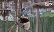 แพนด้ายักษ์ในจีนเล่นหิมะ