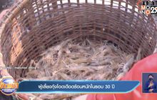 ผู้เลี้ยงกุ้งโอดเดือดร้อนหนักในรอบ 30 ปี