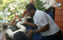 งูหลามทองยักษ์ฉกกัดเจ้าของ