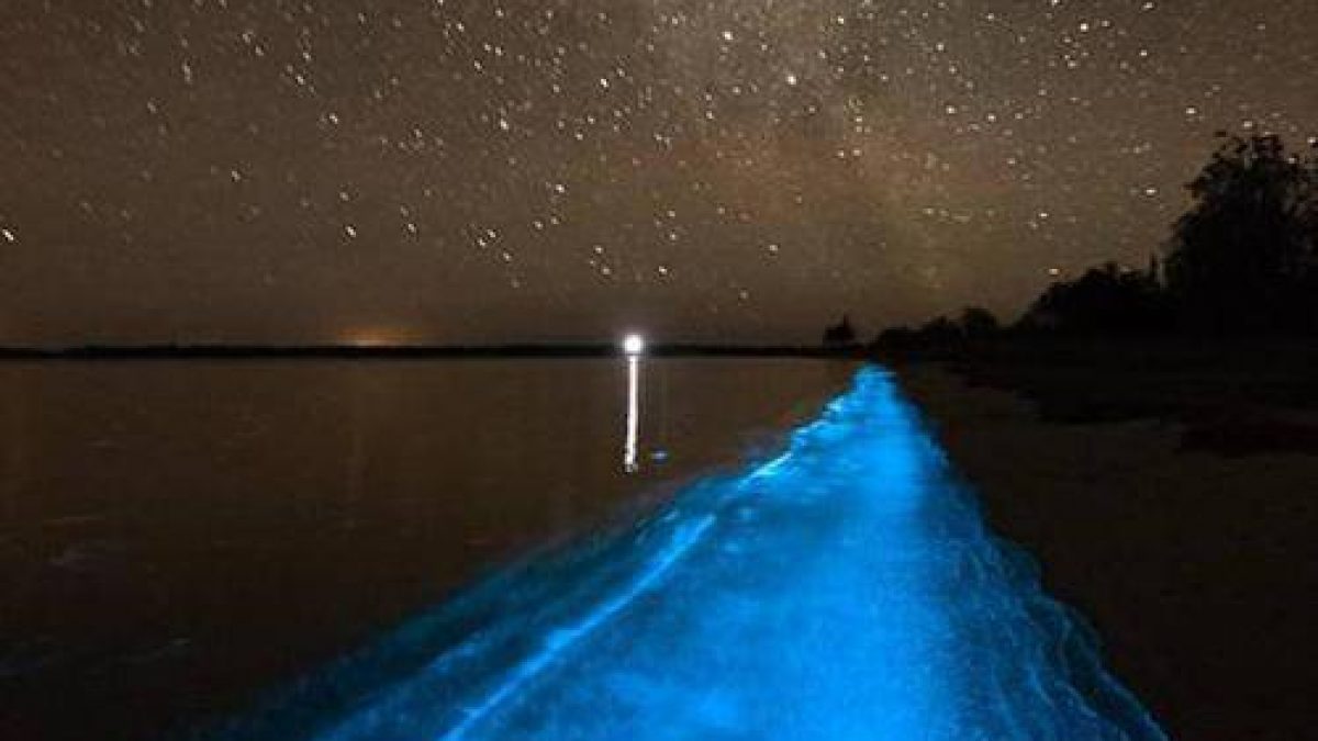 อ่าวเรืองแสง Bioluminescent Bay ในเปอร์โตริโก