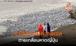 ซากปลาซาร์ดีน-แมคเคอเรล หลายร้อยตัน ถูกพัดขึ้นฝั่งญี่ปุ่น ยาวกว่า 1 กม.
