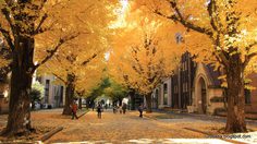 5 อันดับ สถานที่ชม ใบไม้เปลี่ยนสี ในโตเกียว ญี่ปุ่น