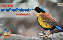 เร่งขยายพันธุ์นกแต้วแล้วท้องดำ ป้องกันสูญพันธุ์