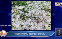 พายุฝน – ลูกเห็บพัดถล่มภาคเหนือ