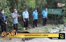 ปลูกต้นไม้วันแม่แห่งชาติ จ.บุรีรัมย์