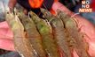 ผู้เลี้ยงกุ้งยังรอคำตอบ! รัฐบาลแก้ปัญหาราคาตกต่ำ