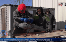 ฤดูจับปลาสเตอร์เจี้ยนด้วยฉมวกในสหรัฐฯ