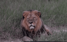 ซิมบับเวประกาศห้ามล่าสัตว์ หลังสิงโตดังถูกฆ่า