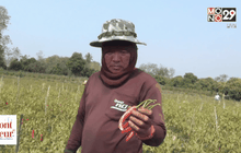 ตัดต้นพริกว่า 2 แสนต้น หลังโรคราน้ำค้างระบาด