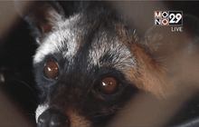 กาแฟขี้ชะมด ของดีเมืองชุมพร