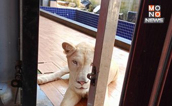 ตำรวจสอบสวนกลางจับกรณีครอบครองสิงโตและสัตว์ป่าอื่นโดยไม่ได้รับอนุญาตที่สงขลา