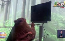 บริษัทอีลอน มัสก์ ฝังชิปสมองลิง เล่นเกมด้วยความคิด