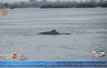 ชาวกัมพูชาร่วมปกป้องโลมาอิระวดี