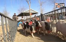 ฟาร์มจีนเตรียมจัดแข่งวิ่งหมูรับปีกุน
