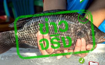 ขยายโควตาปลาหมอคางดำอีก 6 แสนกิโล ช่วยเกษตรกร