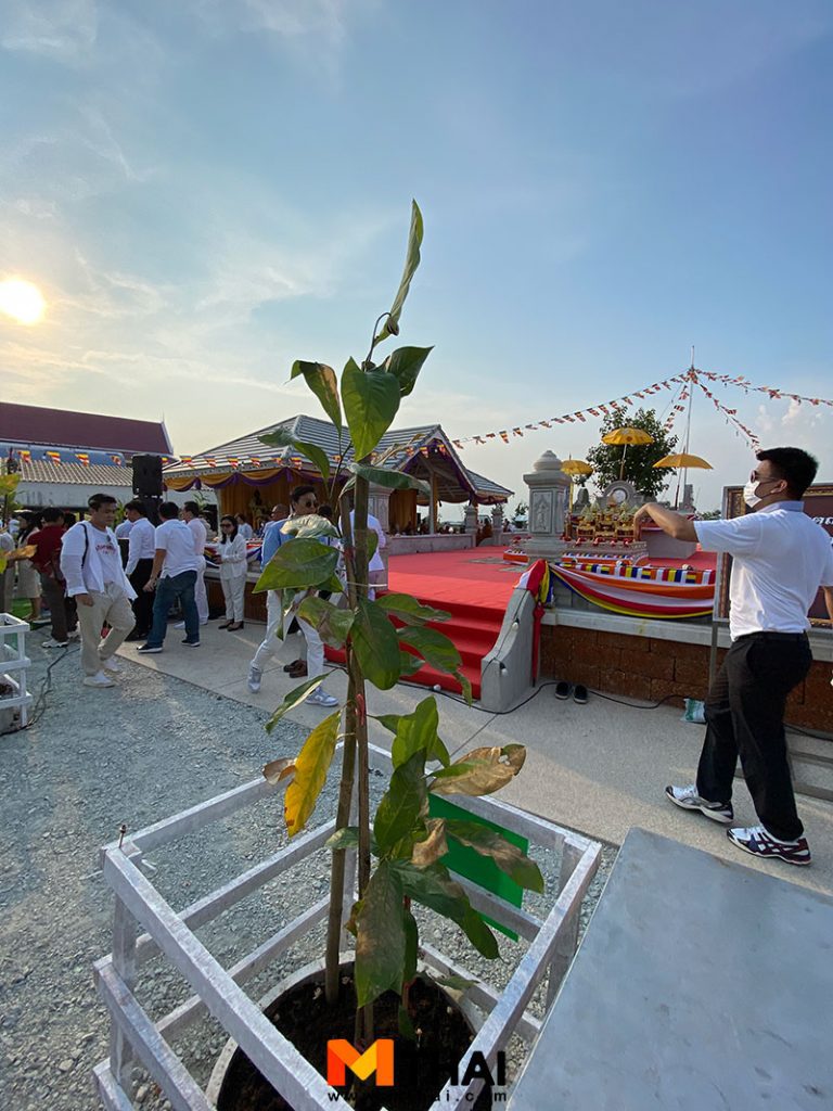 ต้นมณฑารพ