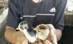 ทุกชีวิตมีค่า! งัดฝาท่อน้ำช่วยลูกเจี๊ยบ