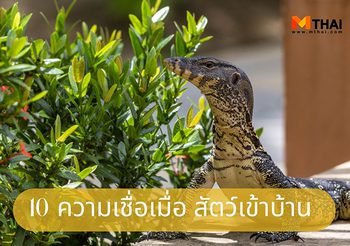 แปลความหมาย 10 ความเชื่อเมื่อ สัตว์เข้าบ้าน
