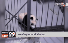 แพนด้าซุกซนจนหัวติดกรง
