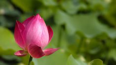 ปฏิทินวันพระ 2563 เดือนเมษายน