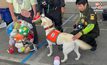 สั่นหางดุ๊กดิ๊ก! “สีนวล” สุนัข K-9 ดีใจ กู้ภัยนำตุ๊กตามาบริจาค