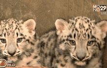 สวนสัตว์ชิคาโกเผยโฉมลูกเสือดาวหิมะ 2 ตัวใหม่