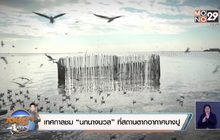 เทศกาลชม “นกนางนวล” ที่สถานตากอากาศบางปู