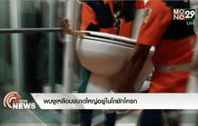 พบงูเหลือมขนาดใหญ่อยู่ในโถชักโครก