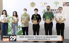 MQDC จัดทำโครงการ “Forest for Life สร้างป่าสร้างชีวิต” บรรเทาความเดือดร้อนจากโควิด-19