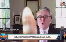 ​แมวป่วนขณะสมาชิกสภาอังกฤษประชุมออนไลน์