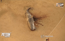 ซากวาฬสเปิร์มเกยตื้นที่อังกฤษ