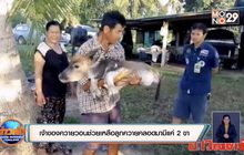 เจ้าของควายวอนช่วยเหลือลูกควายคลอดมามีแค่ 2 ขา