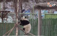 แพนด้ายักษ์ในจีนเล่นหิมะ