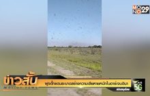 ฝูงตั๊กแตนระบาดสร้างความเสียหายหนักในอาร์เจนตินา