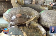 เตรียมเอาผิดคนนำเต่ามาปล่อยวัด จ.อ่างทอง