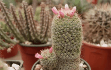 กระบองเพชรหลายชนิดกำลังเสี่ยงสูญพันธุ์