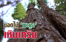 คุยครบกับพบเอก : ขบวนการมอดไม้พะยูง เหิมเกริม-ระบาดหนัก